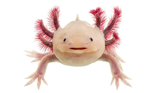 Axolotl