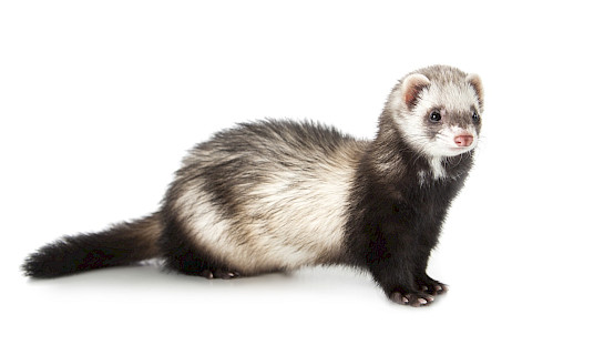 Ferret