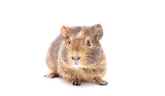 Gerbil