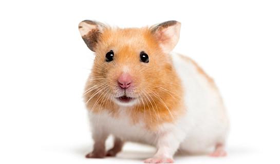 Hamster