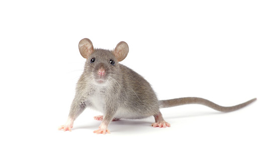 Rat