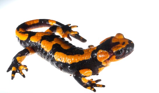 Salamander