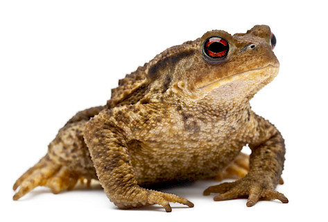 Toad