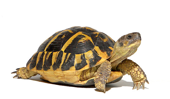 Tortoise